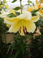 [4147 ConcaDor EVR No102.JPG]